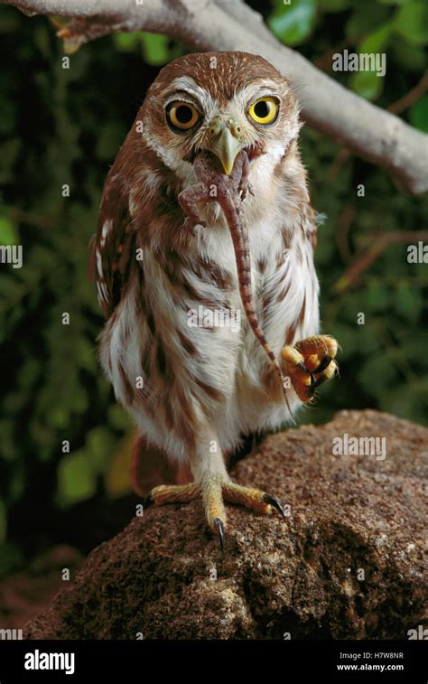 B Ho Pigmeo Ferruginosas Glaucidium Brasilianum Tragar Capturado Una