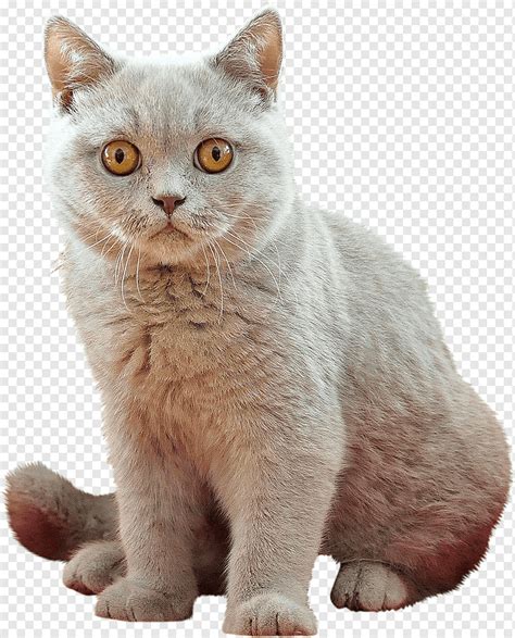 Pelo Corto Brit Nico Gatos Mascotas Png Pngwing