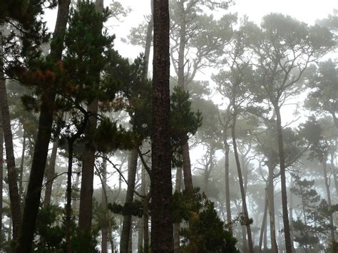 Pebble Beach Fog California - Free photo on Pixabay