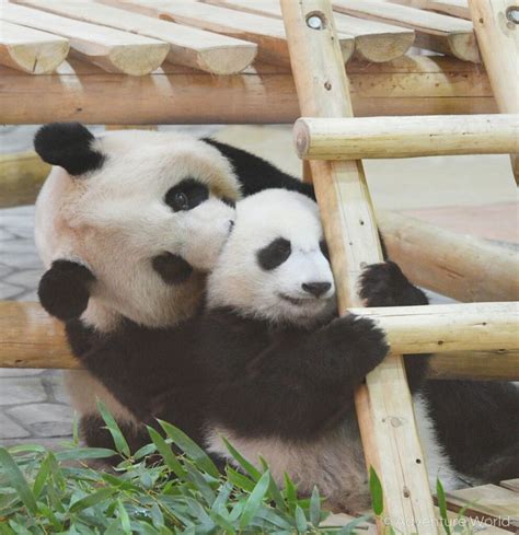 「pandas」おしゃれまとめの人気アイデア｜pinterest｜rebecca Davis パンダ 赤ちゃん パンダ かわいい パンダ