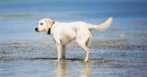 Dog-Friendly Beaches In Florida Keys | Florida Keys Camping