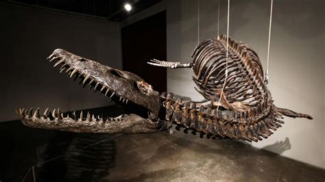 United States: two dinosaur skeletons soon to be auctioned in New York ...