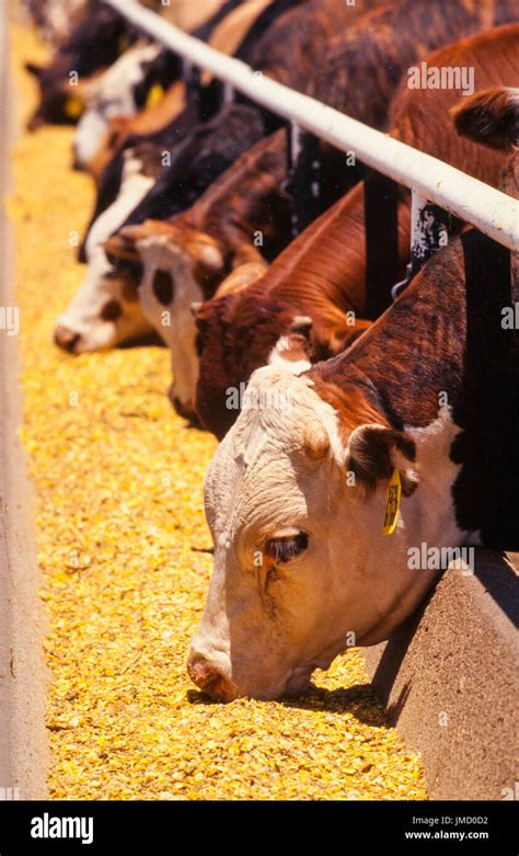 Commercial Cows Hi Res Stock Photography And Images Alamy