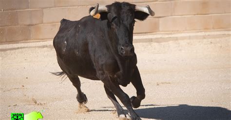 X Toros Capea En Finca La Morera Fuentelencina