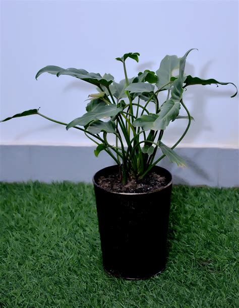 Self Watering Planter 20 | Whoosh