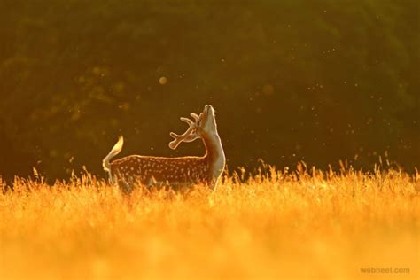 Deer Wildlife Photography 2