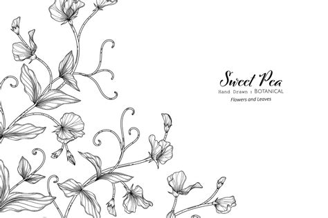 Sweet Peas Flower And Leaf Hand Drawn Botanical Illustration With Line Art 2543789 Vector Art At