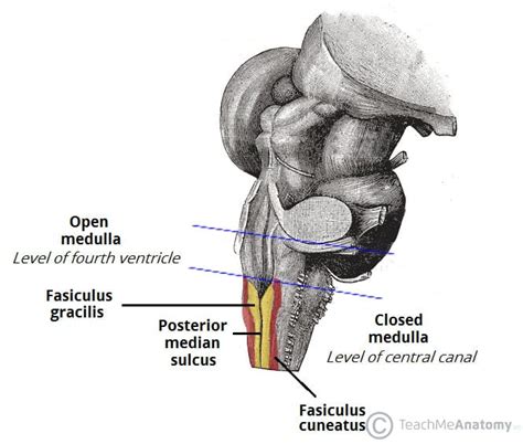 Medulla Brain
