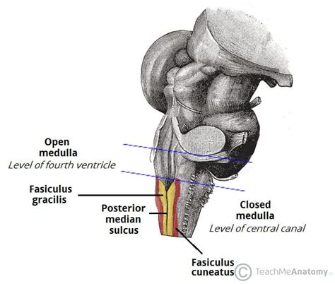 The Medulla Oblongata Internal Structure Vasculature Teachmeanatomy