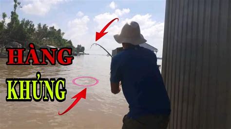 CÂU CÁ TRA SÔNG VÀ MỒI CÂU CÁ SÔNG TAN THANH FISHING YouTube