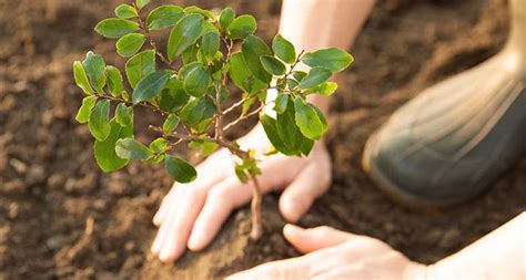 Ayudemos Al Medio Ambiente La Importancia De La Reforestación Ag