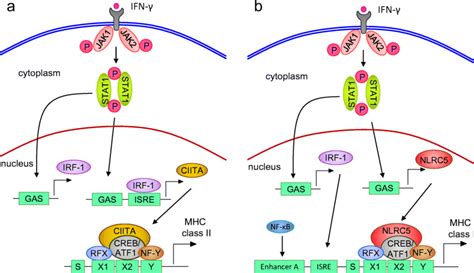 Ciitacita Dependent Mhc Class Ii And Mhc Class I Gene Expression Both