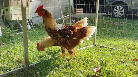 Frangos Isa Brown X Caipira Melhorado Indio Gigante X Brahma Youtube