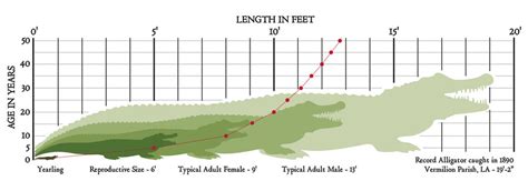 Alligator Length vs. Age