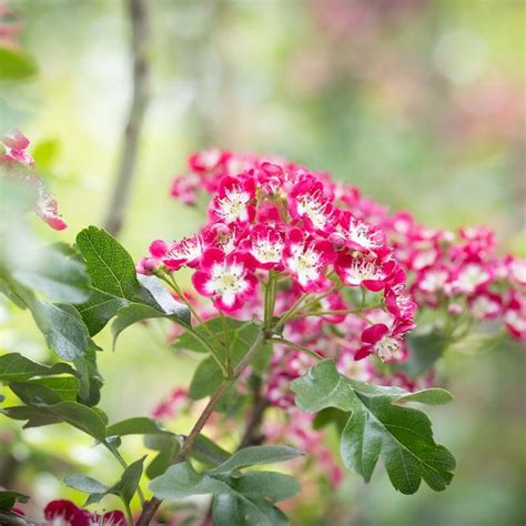 Crataegus X Media Crimson Cloud Hawthorn Ornamental Trees Frank