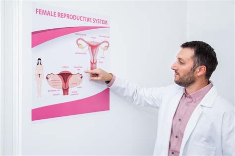 Premium Photo Gynecologist Explains The Female Reproductive System