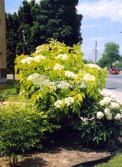 Sambucus Canadensis Aurea Sureau Du Canada American Elder Nos