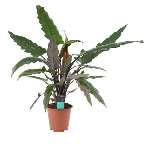 Alocasia Lauterbachiana - 80 cm