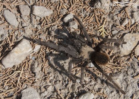 Desert Tarantula Male On The Side Of A Dirt Road Mia Mcphersons On