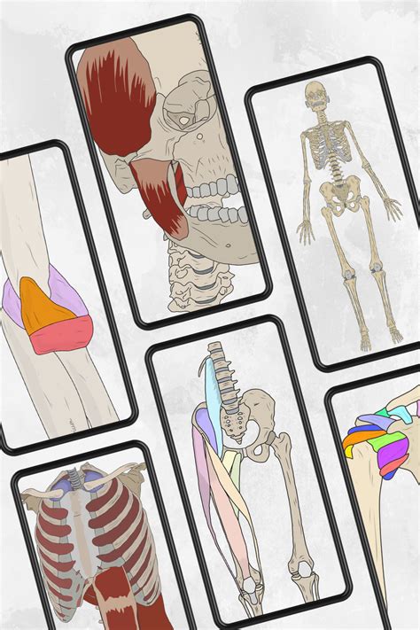 Four Different Types Of Bones And Muscles Are Shown In This