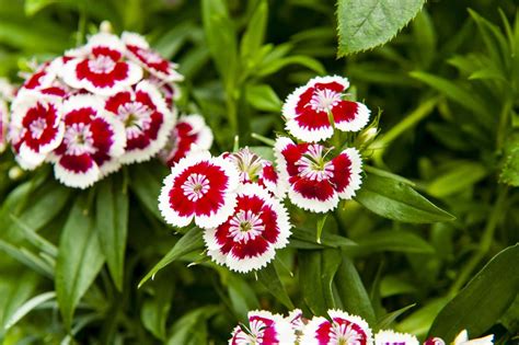 The 13 Best Plants for a Charming Cottage Garden