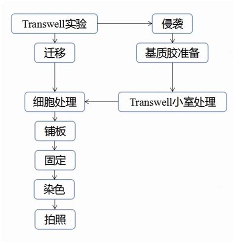 Transwell