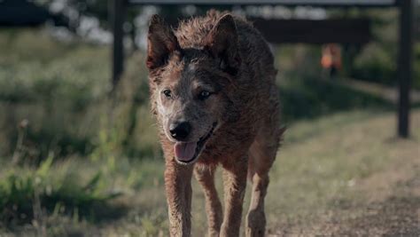 PET SEMATARY BLOODLINES Trailer Gives Us A Prequel To The Stephen King