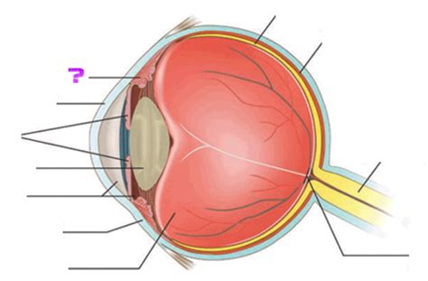 Flashcards Label The Eye Quizlet