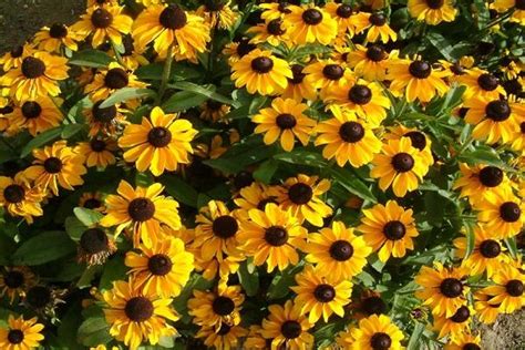 Rudbeckia Sorter Och Arter Med Beskrivning Av Egenskaper Planterings