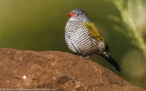 Pytilia Green Winged Pytilia Melba Female Kzn South Africa World