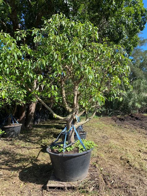 Avocado Tree - Designer Trees Australia