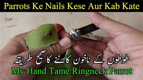 How To Trimcut Birdsparrots Nails Easy Way Parrots Ke Nakhun Katne Ka Tarika Trim Birds