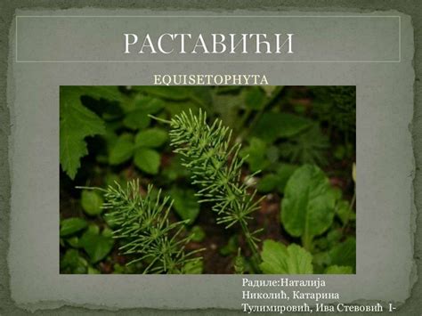 Rastavići