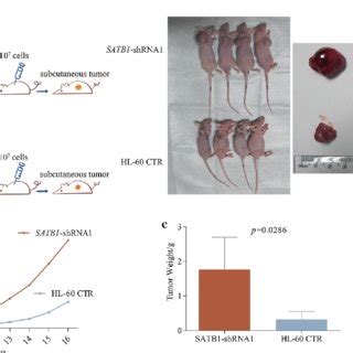 Knockdown Of Satb Promoted Tumorigenicity In Nude Mice A Hl