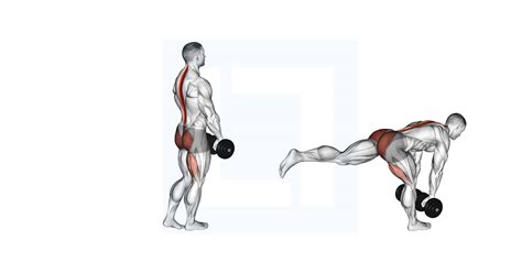 Dumbbell Single Stiff Leg Deadlift - Guide, Benefits, and Form