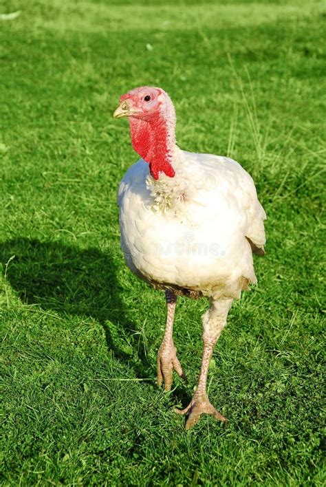 Turkey Stock Image Image Of Curious Turkey Grass Animal 17205753