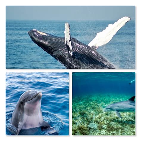 Order Cetacea Nature Scientist
