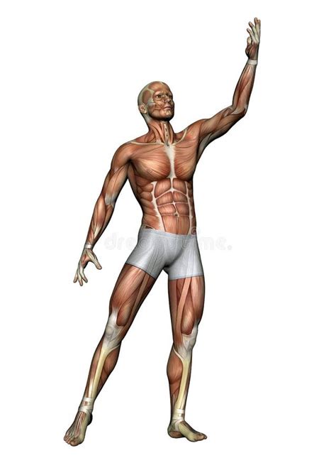 Human body - pose 01 stock illustration. Illustration of muscular ...