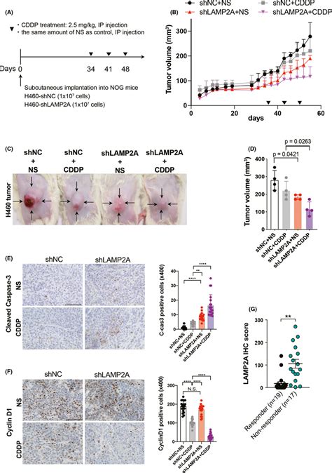 Lamp A Regulates Drug Resistance And Survival In Vivo A The Protocol