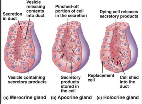 Histo Week 6 Salivary Glands Flashcards Quizlet