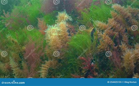 Colonies Of Bell Hydroid Obelia Dichotoma Among Seaweed At The Bottom