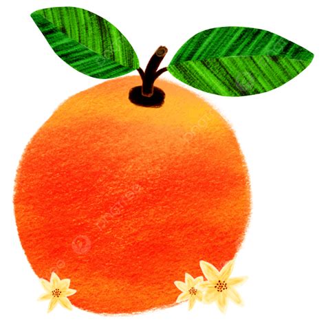 Ilustración De La Fruta Naranja Png Naranja Frutas Jugo De Naranja