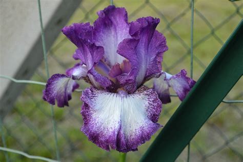 Iris Tb Mariposa Autumn Flickr