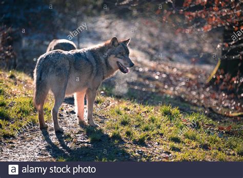 Red Wolves Hi Res Stock Photography And Images Alamy
