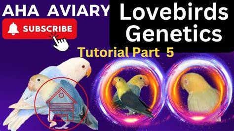 Learn Lovebird Genetics Part Aha Aviary Youtube