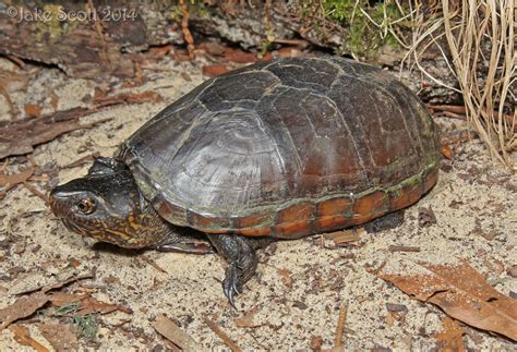 Eastern Mud Turtle Kinosternon Subrubrum Subrubrum Flickr