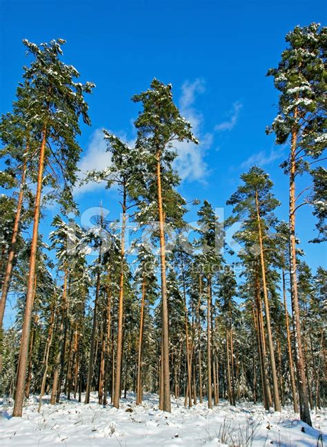 Pine Trees Stock Photo Royalty Free Freeimages