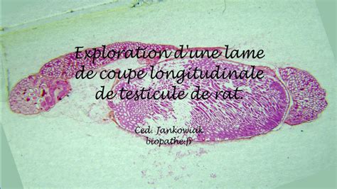 Observation Microscopique D Une Coupe De Testicule De Rat On Vimeo