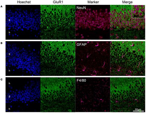 Frontiers Expression Of The Ampa Receptor Subunits Glur And Glur Is