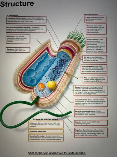 Microbiology Ch Flashcards Quizlet